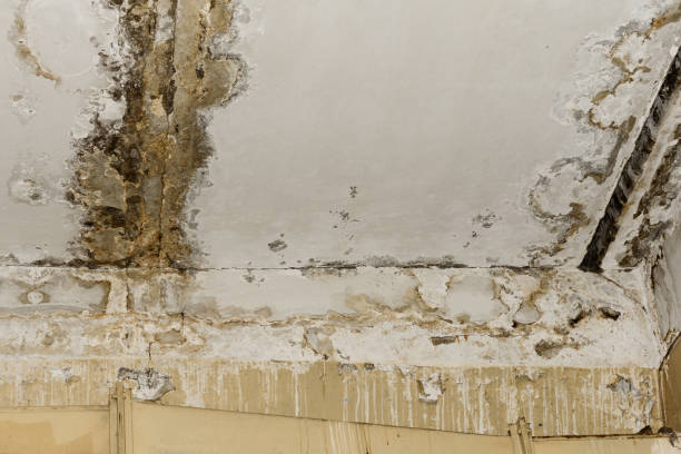 Best HVAC Mold Inspection and Cleaning  in Cedar Point, NC