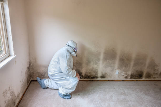 Mold Documentation for Insurance Claims in Cedar Point, NC