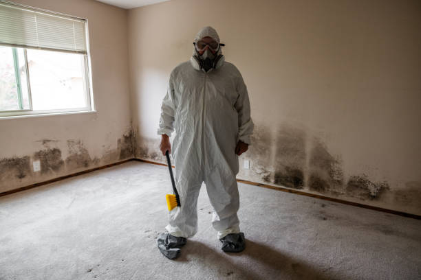 Best Basement Mold Removal  in Cedar Point, NC